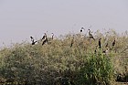 Oieaux du parc de Djoudj - Grands cormorans