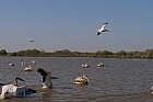 Oieaux du parc de Djoudj - Plicans blancs