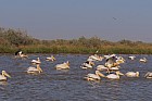 Oieaux du parc de Djoudj - Plicans blancs