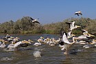 Oieaux du parc de Djoudj - Plicans blancs