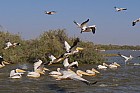 Oieaux du parc de Djoudj - Plicans blancs