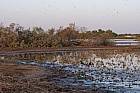 Oieaux du parc de Djoudj - Vanneau  perons