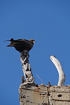 Ngor (Nord de Dakar) - 