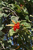 Ngor (Nord de Dakar) - 