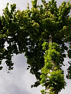 Chiraz (et Abarkuh) - rable Plane