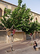 Chiraz (et Abarkuh) - 