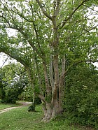 Kerloc'h à Camaret - Frne
