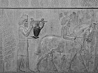 Persépolis - Armniens et cheval