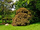 Brooklyn Garden - Acer japonicum