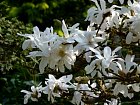 Jardin Albert Kahn - Magnolia stellata