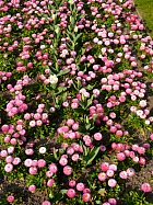 Jardin Albert Kahn - 