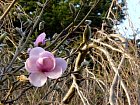 Jardin Albert Kahn - Magnolia de Soulanges, Magnolia soulangeana