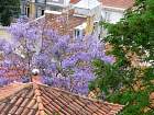 Alfama - Jacaranda