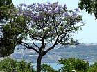 Alfama - Jacaranda