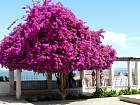 Alfama - Bougainvilliers