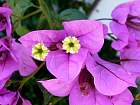 Alfama - Bougainvilliers