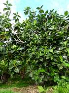 Napo-Misahualli - Arbre  Pain