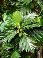 Napo-Misahualli - Arbre  Pain