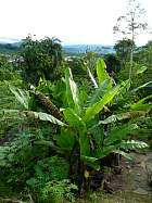 Napo-Misahualli - Bananier