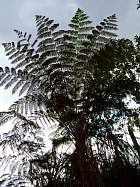 Napo-Misahualli - Fougre arborescente