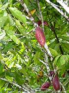 Napo-Misahualli - Cacao