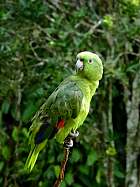 Napo-Misahualli - Perroquet