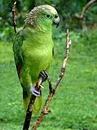 Napo-Misahualli - Perroquet