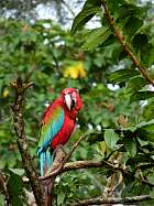 Napo-Misahualli - Guacamayo