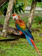 Napo-Misahualli - Guacamayo