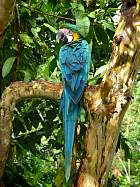 Napo-Misahualli - Guacamayo