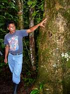 Napo-Misahualli - Trichilia Hirta