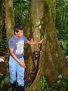 Napo-Misahualli - Bombacacia