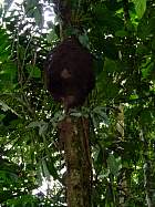 Napo-Misahualli - Termitire