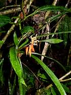 Napo-Misahualli - Bromliace