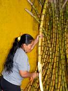 Napo-Misahualli - Canne  sucre