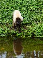 Napo-Misahualli - Tarqui,  Zoo