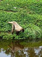 Napo-Misahualli - Tarqui,  Zoo