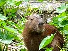 Napo-Misahualli - Capybara
