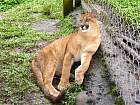 Napo-Misahualli - Puma