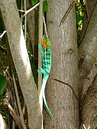 Ambatoloaka et Tanikely - Furcifer pardalis