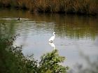 D'Audenge à Andernos, le Parc de Certes - Aigrette
