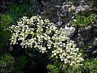 Randonnée en Aragon - Saxifrage
