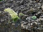 Randonnée en Aragon - Saxifrage