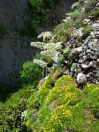 Randonnée en Aragon - Gent trs pineux et saxifrage