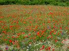 Randonnée en Aragon - Coquelicots