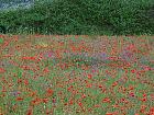 Randonnée en Aragon - Coquelicots