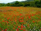 Randonnée en Aragon - Coquelicots