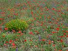 Randonnée en Aragon - Coquelicots