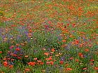 Randonnée en Aragon - Coquelicots