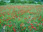 Randonnée en Aragon - Coquelicots